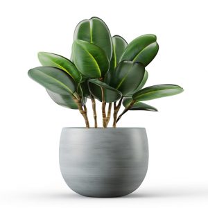 多肉植物
